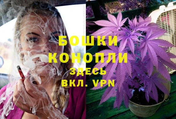 прущие грибы Вязники