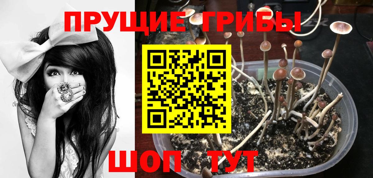 Псилоцибиновые грибы мицелий  Вход с VPN  Вязники 