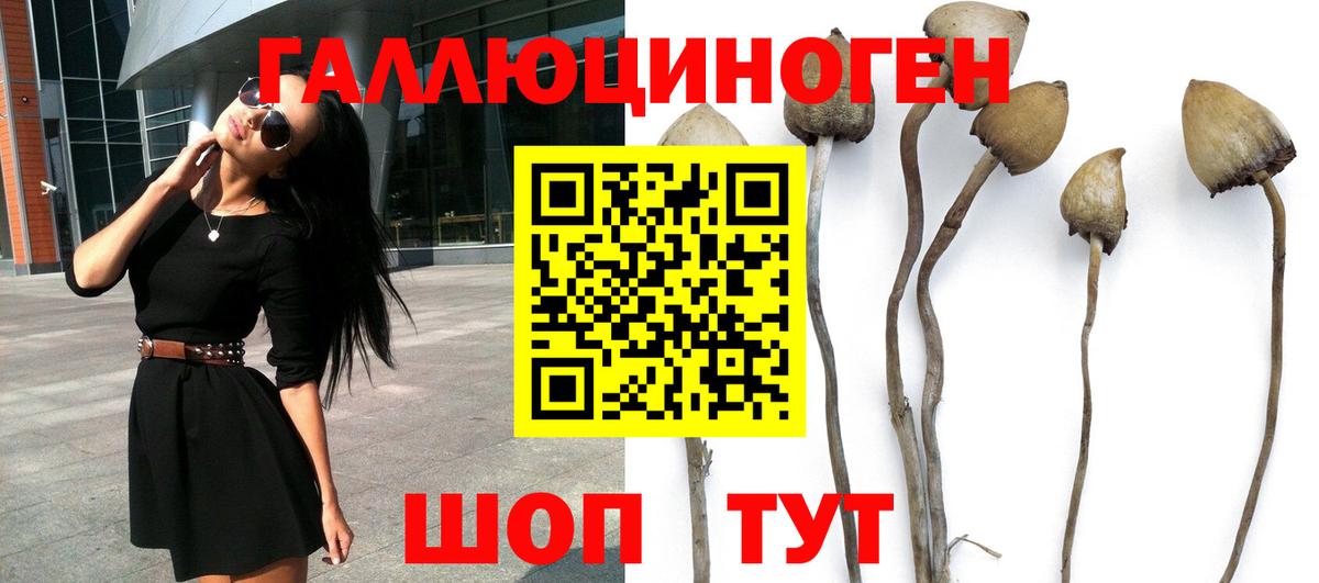 Галлюциногенные грибы Psilocybine cubensis Вязники